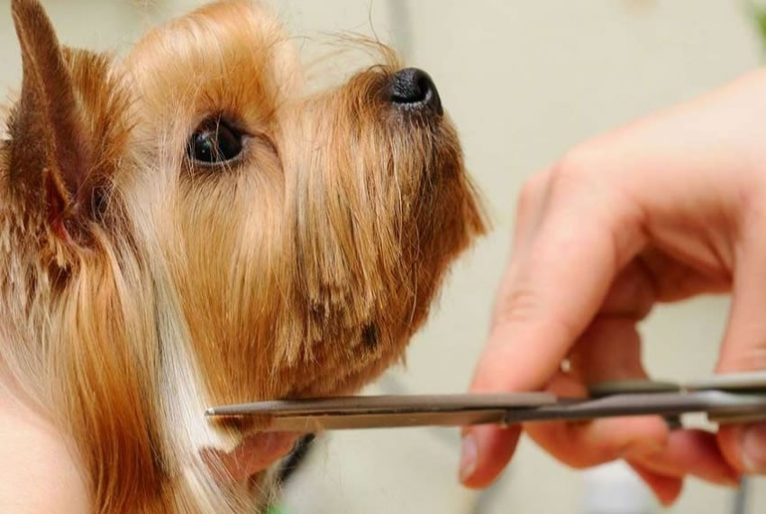 Pet Grooming Service and Doggy Day Care Business