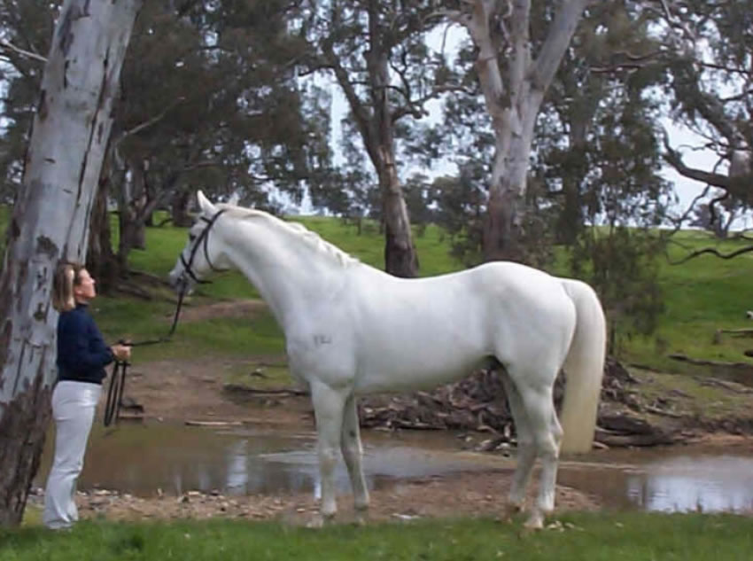 The largest and most successful producer of event horses in Australia